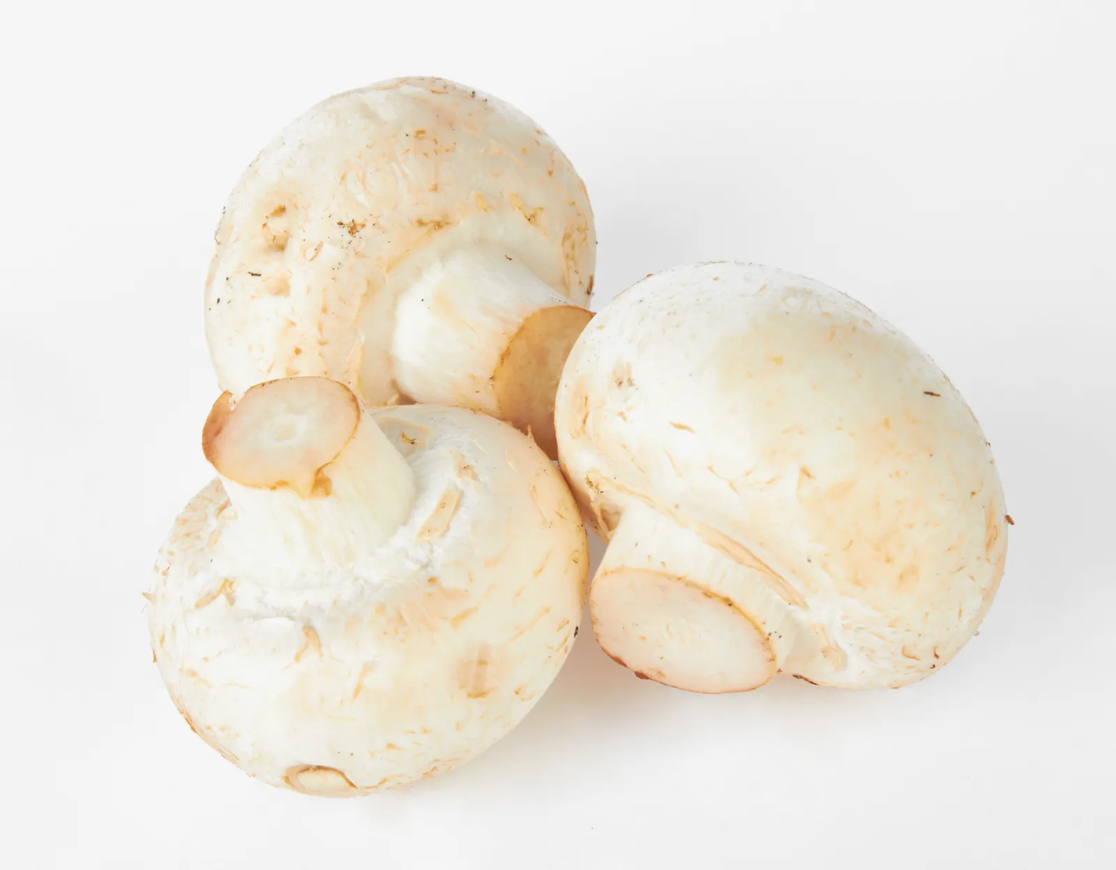 Champignon frais