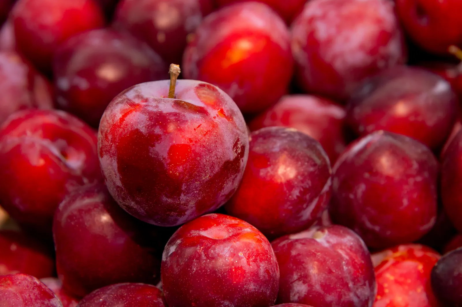 Prunes rouges