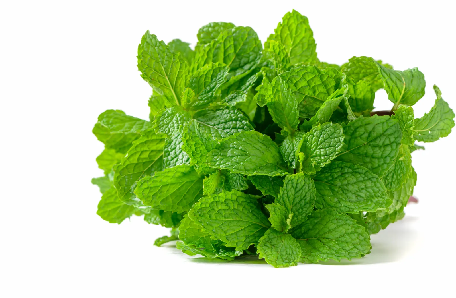Menthe