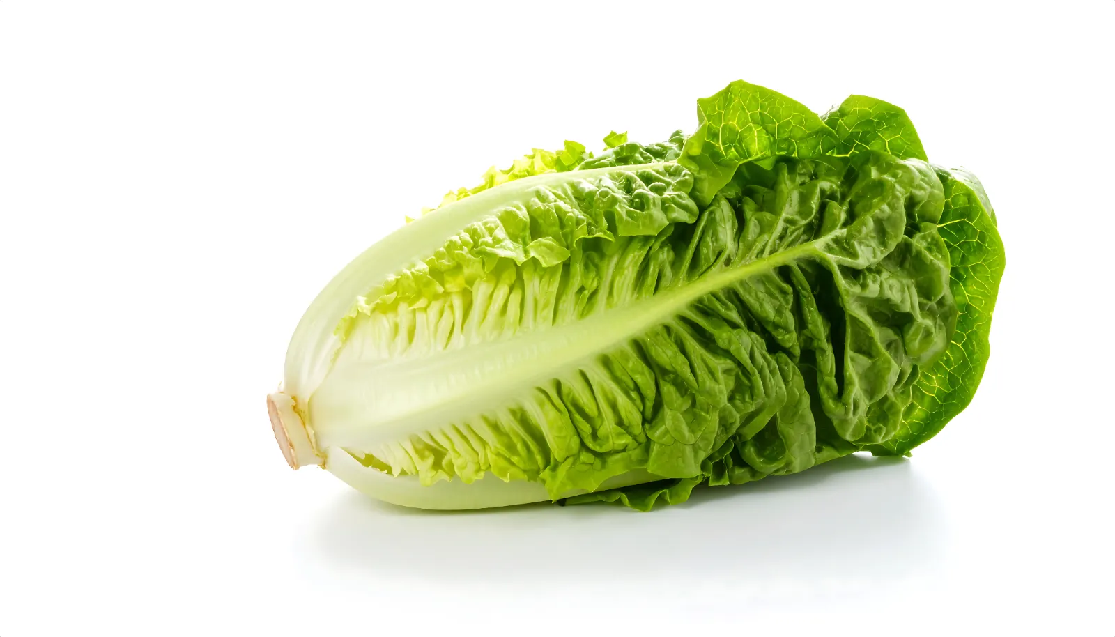 Laitue romaine
