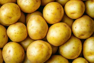 Pomme de terre nouvelle