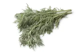 Absinthe (chiba)