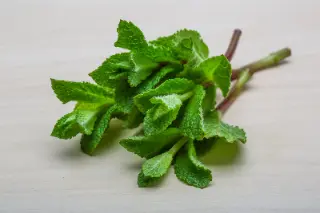 Menthe pouliot