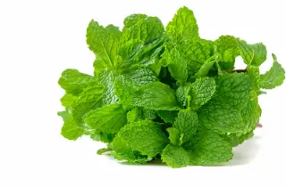 Menthe