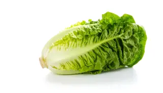 Laitue romaine
