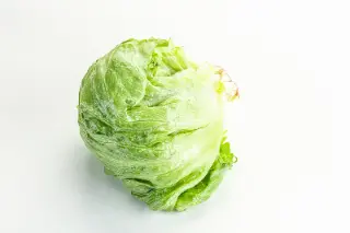 Laitue iceberg