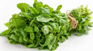 Basilic